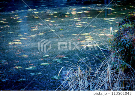 京都市西京区大原野神社の鯉沢の池が凍った冬景色を撮影 113501043