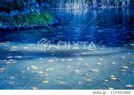 京都市西京区大原野神社の鯉沢の池が凍った冬景色を撮影 113501066