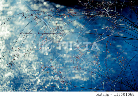 京都市西京区大原野神社の鯉沢の池が凍った冬景色を撮影 113501069