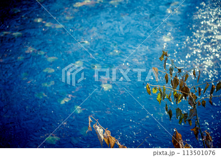 京都市西京区大原野神社の鯉沢の池が凍った冬景色を撮影 113501076