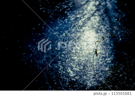 京都市西京区大原野神社の鯉沢の池が凍った冬景色を撮影 京都市西京区大原野神社の鯉沢の池が凍った冬景色を撮影 113501081