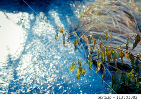 京都市西京区大原野神社の鯉沢の池が凍った冬景色を撮影 113501082