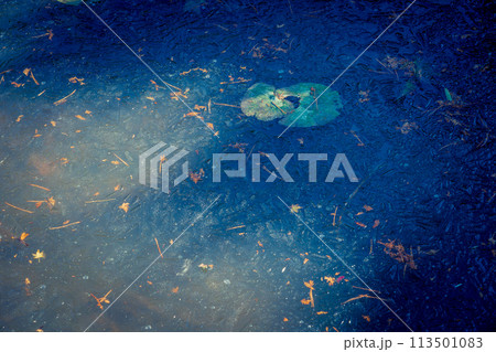 京都市西京区大原野神社の鯉沢の池が凍った冬景色を撮影 京都市西京区大原野神社の鯉沢の池が凍った冬景色を撮影 113501083