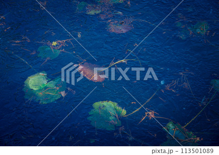 京都市西京区大原野神社の鯉沢の池が凍った冬景色を撮影 京都市西京区大原野神社の鯉沢の池が凍った冬景色を撮影 113501089