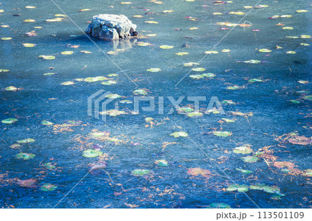 京都市西京区大原野神社の鯉沢の池が凍った冬景色を撮影 113501109