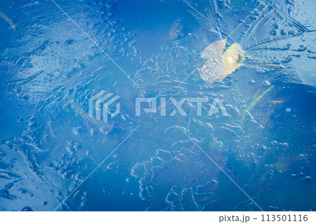 京都市西京区大原野神社の鯉沢の池が凍った冬景色を撮影 113501116