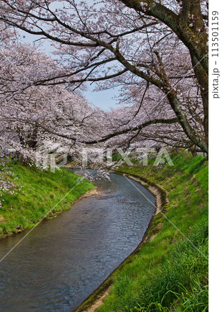 桜のある風景ー吉野瀬川 桜のある風景ー吉野瀬川 113501159