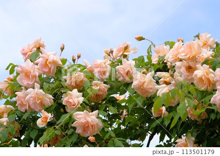 満開のバラ　クレプスキュール 113501179