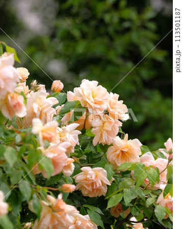 満開のバラ クレプスキュール 満開のバラ クレプスキュール 113501187