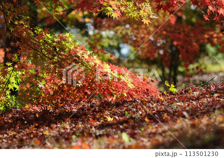 紅葉 113501230