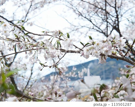 桜咲く 桜咲く 113501287