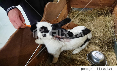 Spotted Rabbit Enjoying a Snack from a Hand in a Wooden Enclosure Spotted Rabbit Enjoying a Snack from a Hand in a Wooden Enclosure 113501341