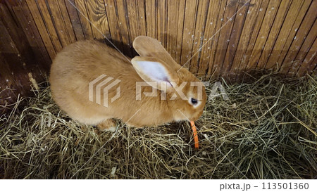 Cute Brown Rabbit Enjoying a Carrot in its Straw Bed Cute Brown Rabbit Enjoying a Carrot in its Straw Bed 113501360