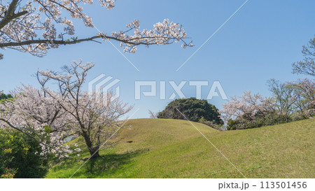 【千葉県千葉市】桜の咲く大覚寺山古墳・生浜公園 【千葉県千葉市】桜の咲く大覚寺山古墳・生浜公園 113501456