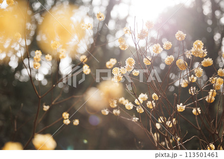 森の中のミツマタ群生 113501461