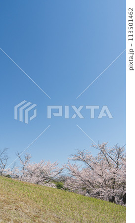 【千葉県千葉市】桜の咲く大覚寺山古墳・生浜公園 【千葉県千葉市】桜の咲く大覚寺山古墳・生浜公園 113501462