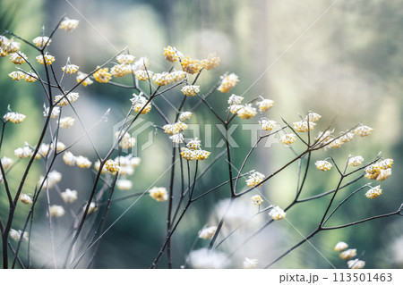 森の中のミツマタ群生 113501463