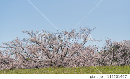 【千葉県千葉市】桜の咲く大覚寺山古墳・生浜公園 【千葉県千葉市】桜の咲く大覚寺山古墳・生浜公園 113501467