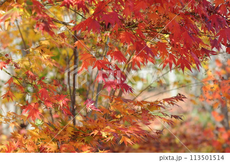 秋の紅葉 113501514
