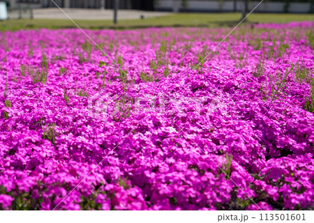 飛島村ふれあいの郷 芝桜 113501601
