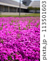 飛島村ふれあいの郷 芝桜 113501603