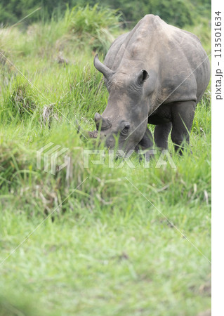 rhino in Uganda rhino in Uganda 113501634