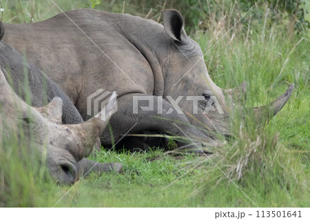 rhino in Uganda rhino in Uganda 113501641