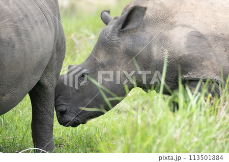 rhino in Uganda 113501884