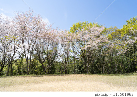吉備中山の広場で見れる吉備桜(岡山県岡山市) 吉備中山の広場で見れる吉備桜(岡山県岡山市) 113501965