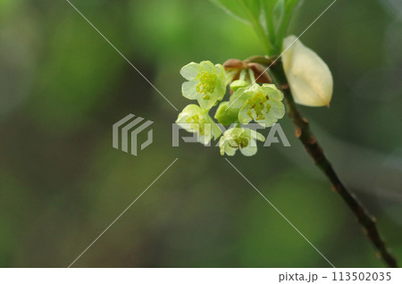 クロモジの花 クロモジの花 113502035