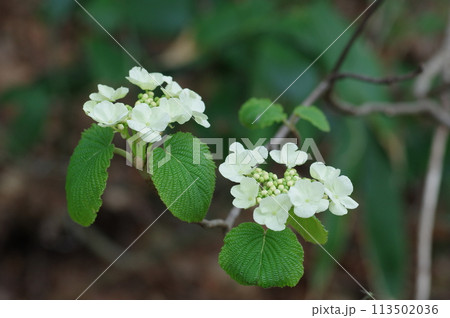 オオカメノキ(ムシカリ)の花 オオカメノキ(ムシカリ)の花 113502036