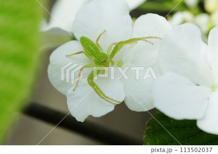 花の上のワカバグモ 花の上のワカバグモ 113502037