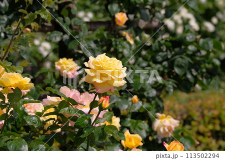 満開のバラ　つるピース 113502294