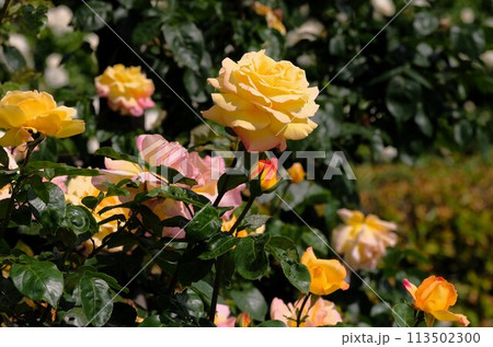 満開のバラ　つるピース 113502300