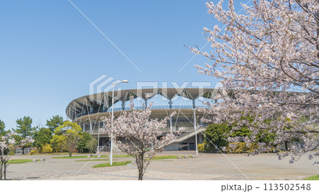 春の桜とフクダ電子アリーナ　千葉市蘇我スポーツ公園 113502548