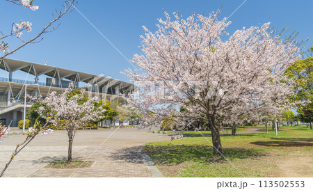 春の桜とフクダ電子アリーナ　千葉市蘇我スポーツ公園 113502553