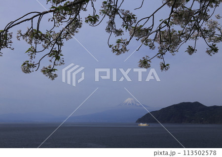 桜の木の隙間から見える富士山、駿河湾フェリー 桜の木の隙間から見える富士山、駿河湾フェリー 113502578