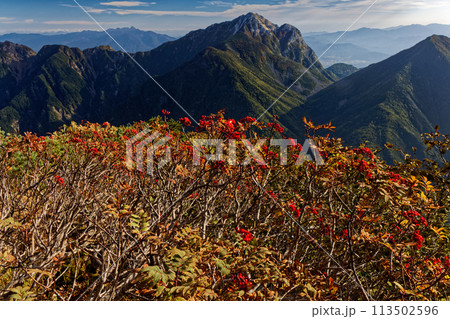 南アルプス・小仙丈ヶ岳のナナカマドの実と甲斐駒ヶ岳の眺め 113502596