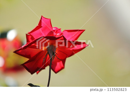 荒尾市　おもやい市民花壇　バラの花、 113502823