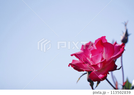 荒尾市 おもやい市民花壇 バラの花、 荒尾市 おもやい市民花壇 バラの花、 113502839