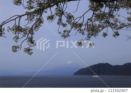 桜の木の隙間から見える富士山、駿河湾フェリー 113502907