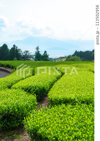 静岡県富士市大淵笹場の茶畑の風景 113502956
