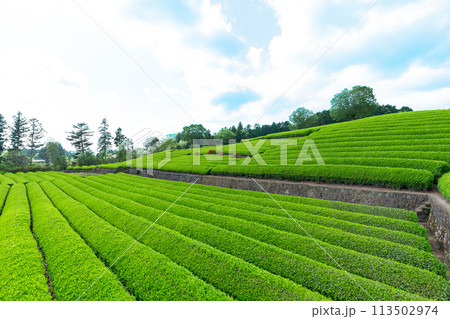 静岡県富士市大淵笹場の茶畑の風景 113502974