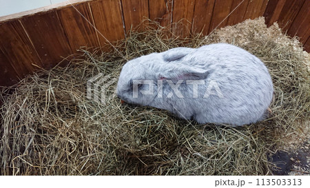 Slumbering Silver Rabbit in a Cozy Straw Bed Slumbering Silver Rabbit in a Cozy Straw Bed 113503313