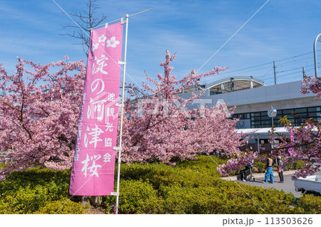京阪電車 淀駅 京都 河津桜満開 113503626
