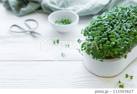 Tray of radish microgreens. Tray of radish microgreens. 113503627