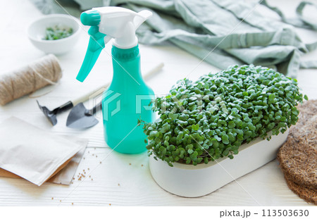 Tools and seeds for growing microgreens and a tray of radish microgreens. Tools and seeds for growing microgreens and a tray of radish microgreens. 113503630
