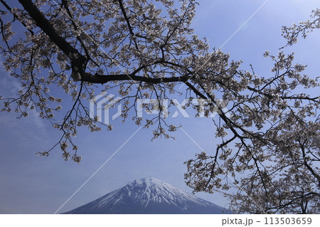 桜の木に囲まれた冠雪した富士山 桜の木に囲まれた冠雪した富士山 113503659