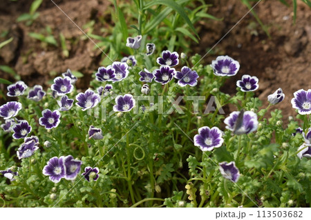 ネモフィラ・ブルーベリーアイズ ネモフィラ・ブルーベリーアイズ 113503682