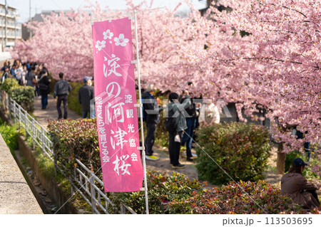 淀の河津桜 京都 113503695